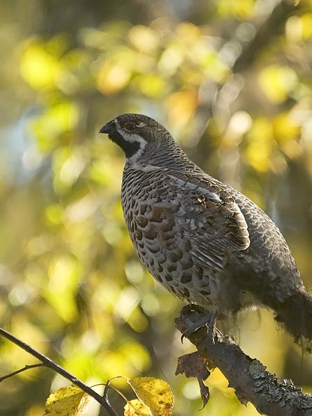 Pyy, Hazel Grouse, Tetrastes bonasia